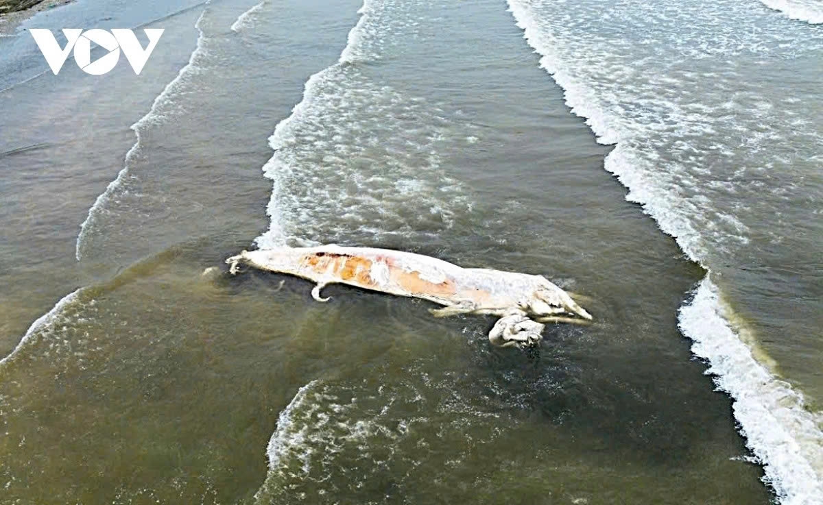 Whale carcass washes ashore in central Vietnam, no hazards reported